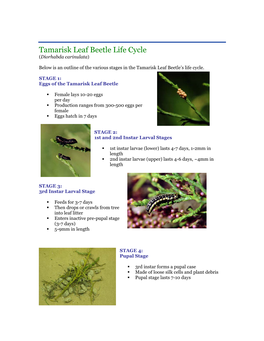 Tamarisk Leaf Beetle Life Cycle (Diorhabda Carinulata)