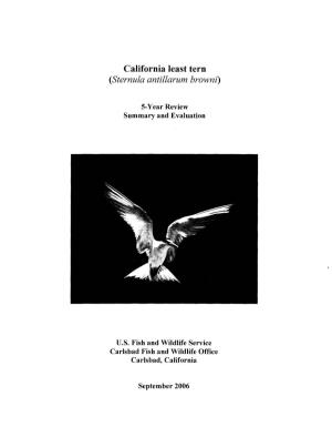 California Least Tern (Sternula Antillarum Browni)