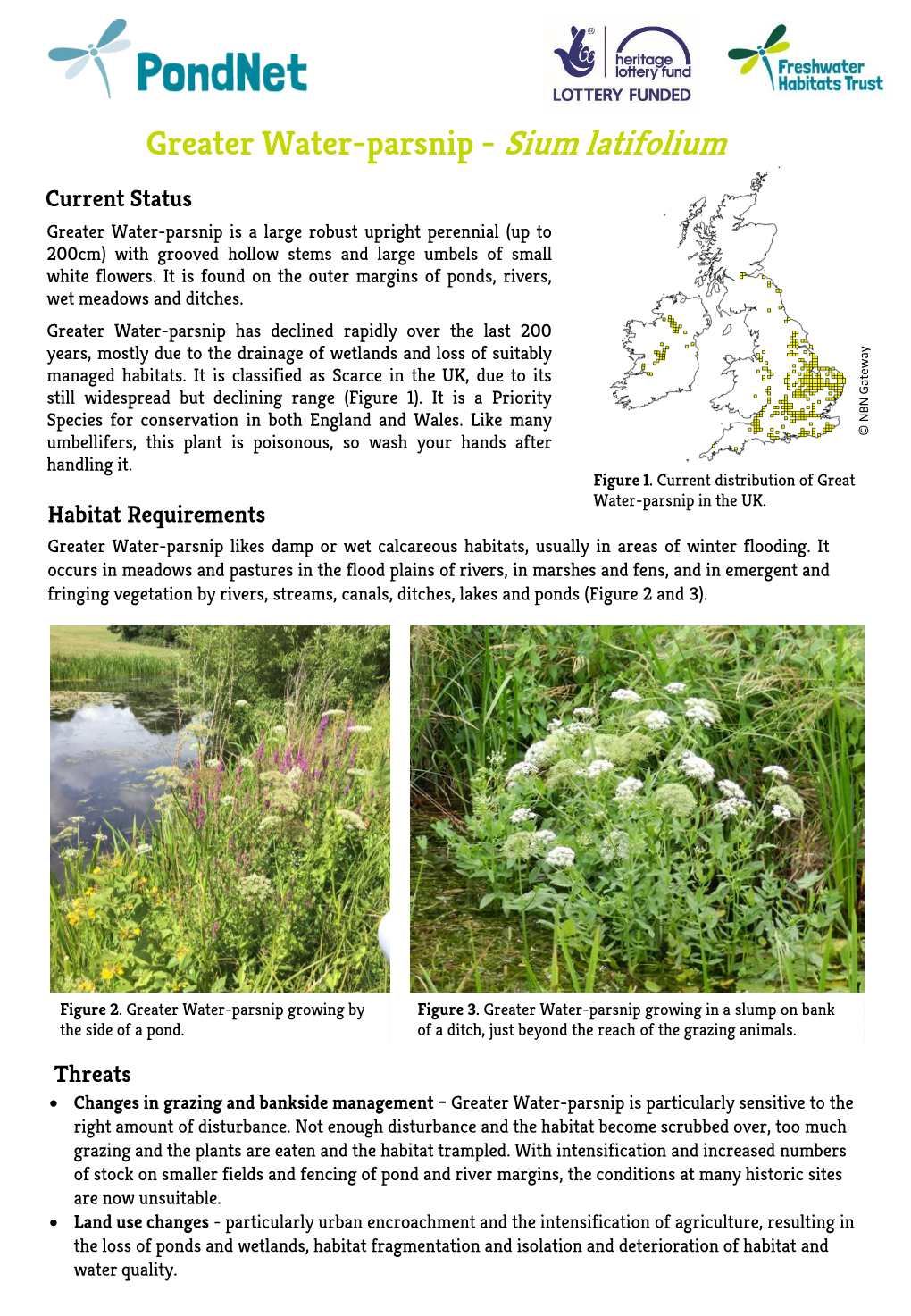 Greater Water-Parsnip - Sium Latifolium