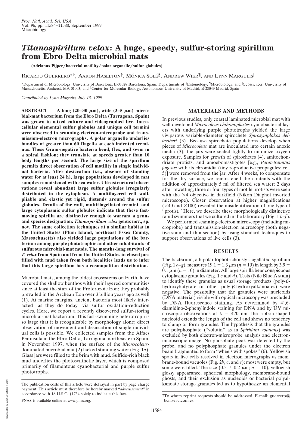 A Huge, Speedy, Sulfur-Storing Spirillum from Ebro Delta Microbial Mats (Adrianus Pijper͞bacterial Motility͞polar Organelle͞sulfur Globules)