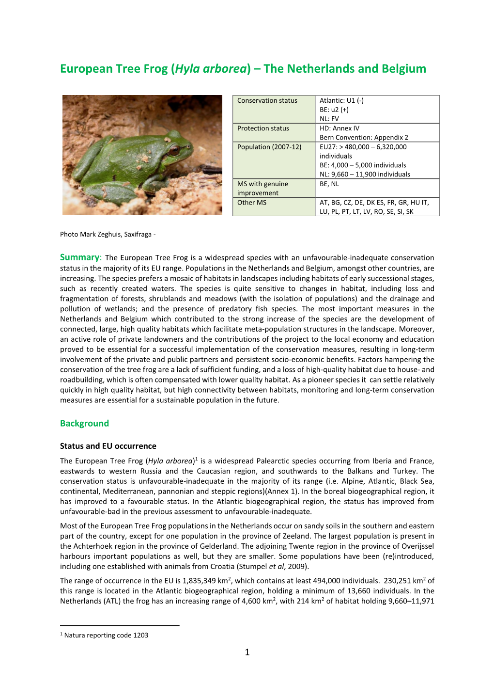 European Tree Frog (Hyla Arborea) – the Netherlands and Belgium