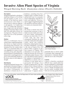 Invasive Alien Plant Species of Virginia Winged Burning Bush (Euonymus Alatus (Thunb.) Siebold)