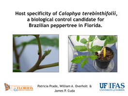 Ecology of Calophya Spp. on Brazilian Peppertree