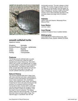 Smooth Softshell Turtle Apalone Mutica