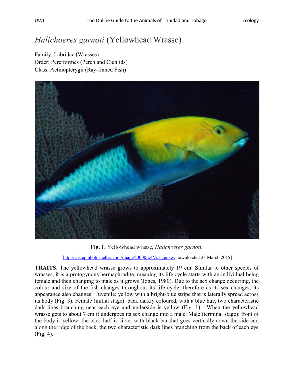 Halichoeres Garnoti (Yellowhead Wrasse)