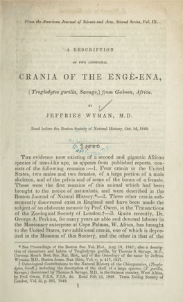 A Description of Two Additional Crania of the Engé-Ena
