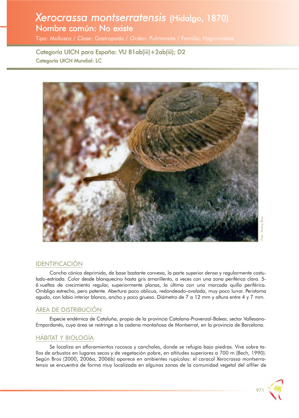 Xerocrassa Montserratensis (Hidalgo, 1870) Nombre Común: No Existe Tipo: Mollusca / Clase: Gastropoda / Orden: Pulmonata / Familia: Hygromiidae