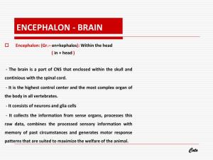 Encephalon - Brain