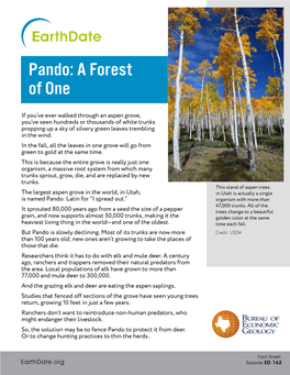 Pando: a Forest of One