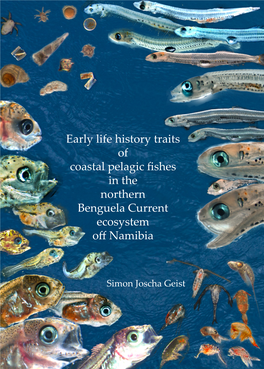 Early Life History Traits of Coastal Pelagic Fishes in the Northern Benguela Current Ecosystem Off Namibia
