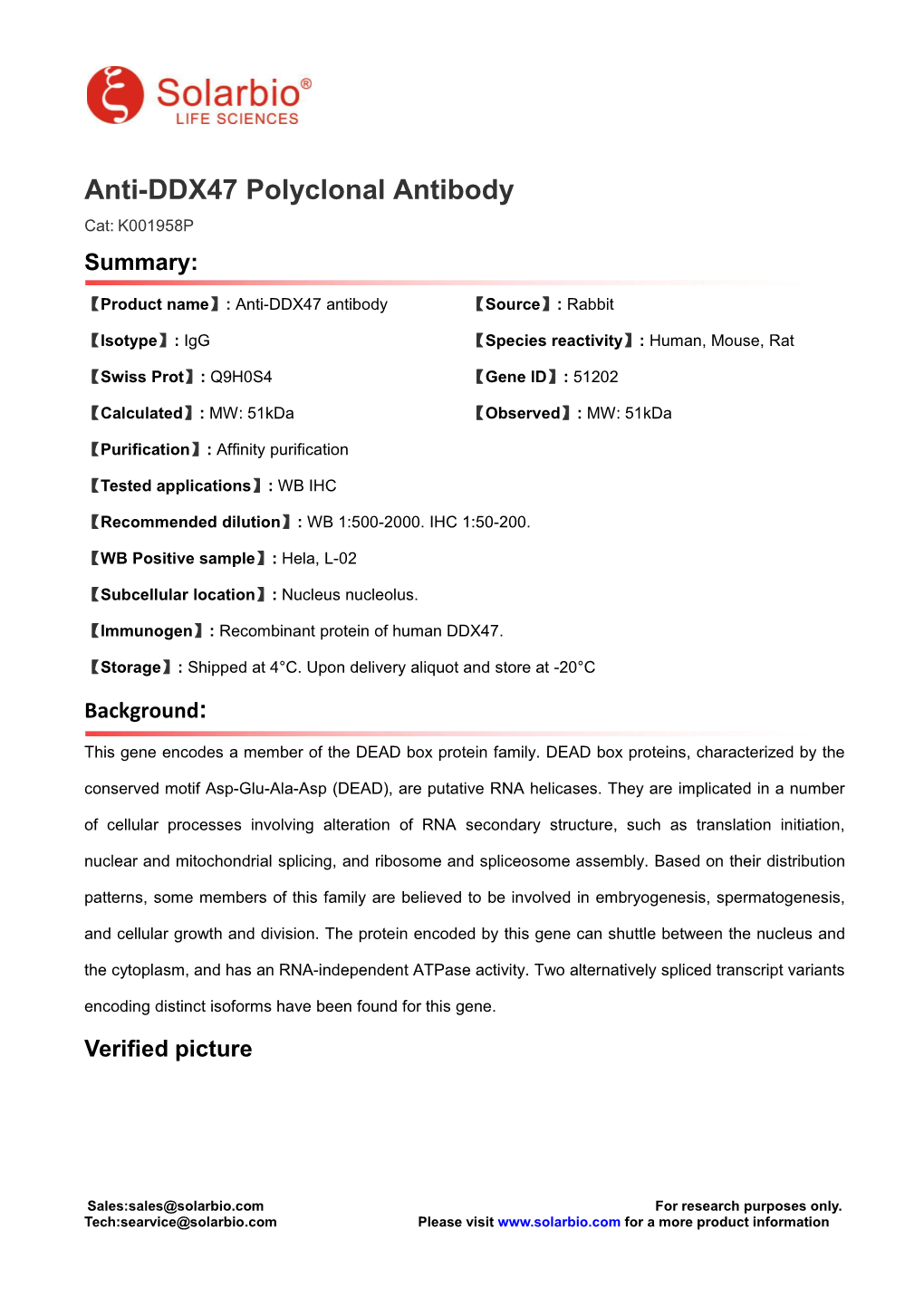 Anti-DDX47 Polyclonal Antibody Cat: K001958P Summary