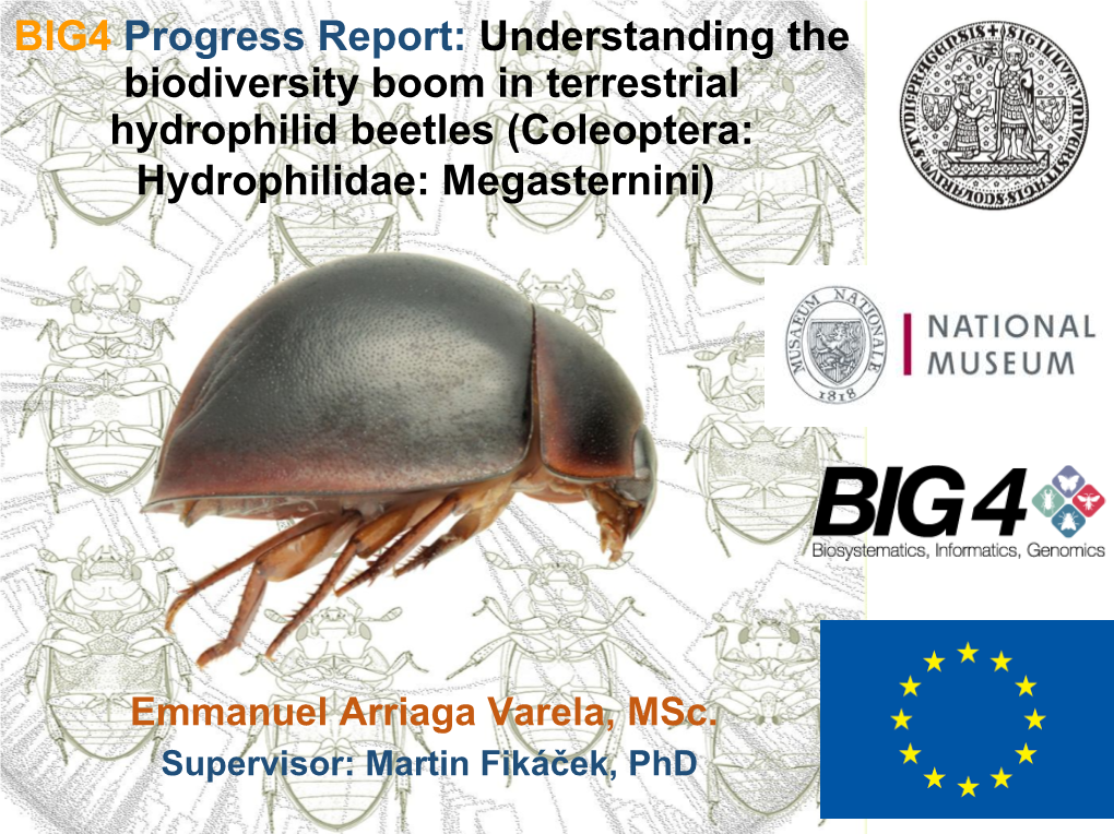 Coleoptera: Hydrophilidae: Megasternini)