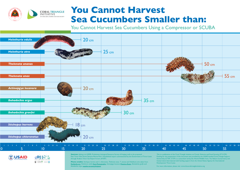 You Cannot Harvest Sea Cucumbers Smaller Than: You Cannot Harvest Sea Cucumbers Using a Compressor Or SCUBA