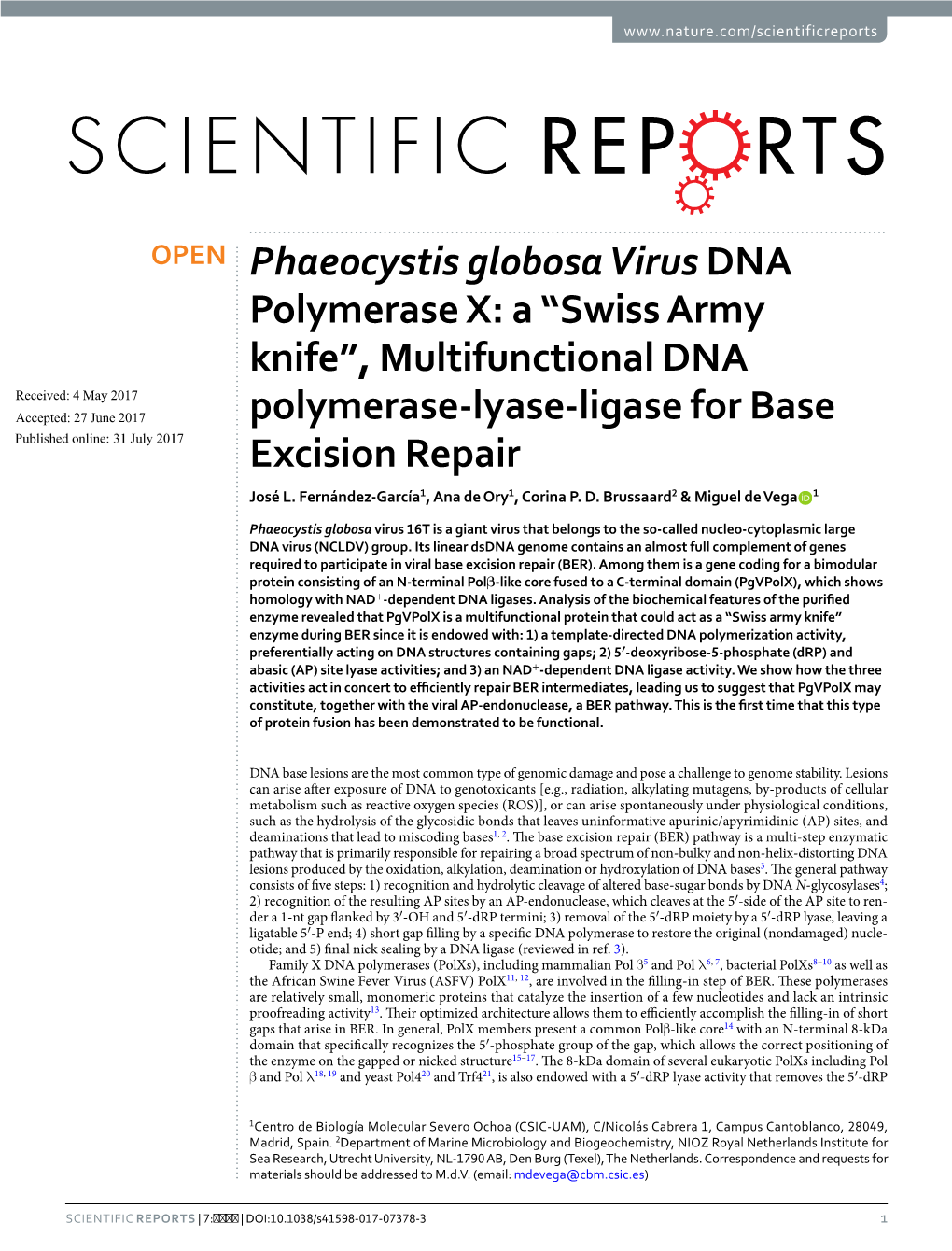 Multifunctional DNA Polymerase-Lyase-Ligase For