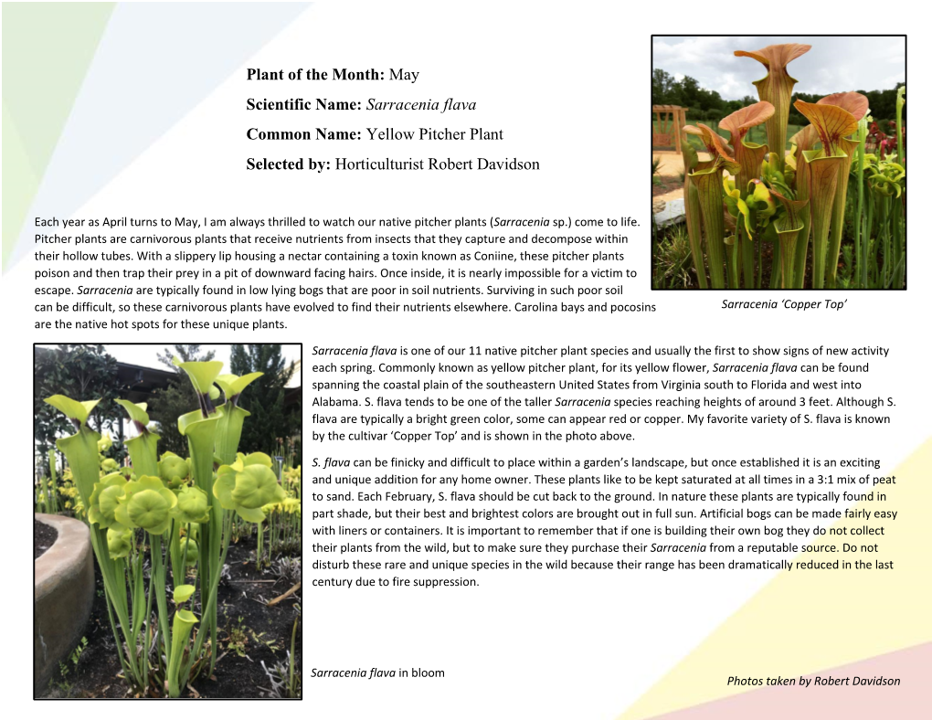 Plant of the Month: May Scientific Name: Sarracenia Flava Common Name: Yellow Pitcher Plant Selected By: Horticulturist Robert Davidson