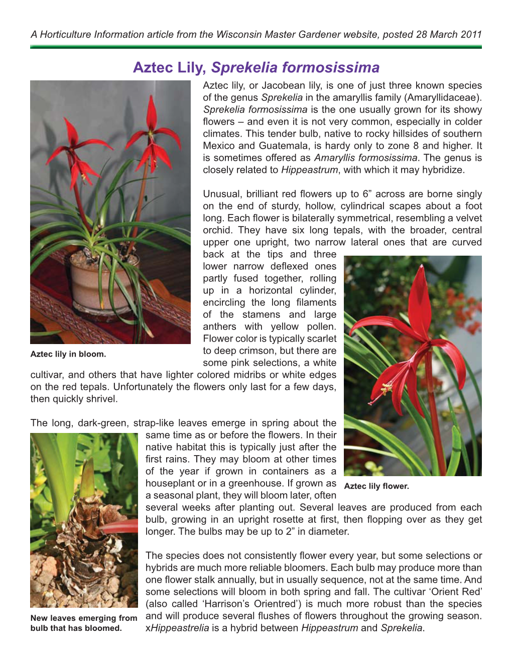 Aztec Lily, Sprekelia Formosissima Aztec Lily, Or Jacobean Lily, Is One of Just Three Known Species of the Genus Sprekelia in the Amaryllis Family (Amaryllidaceae)