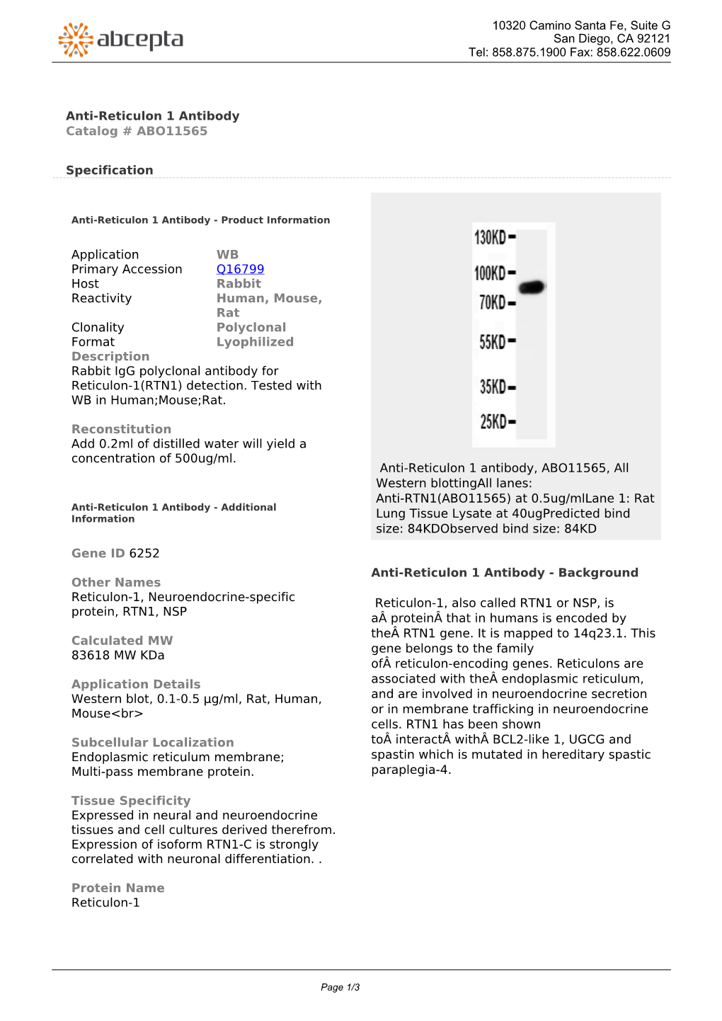 Anti-Reticulon 1 Antibody Catalog # ABO11565