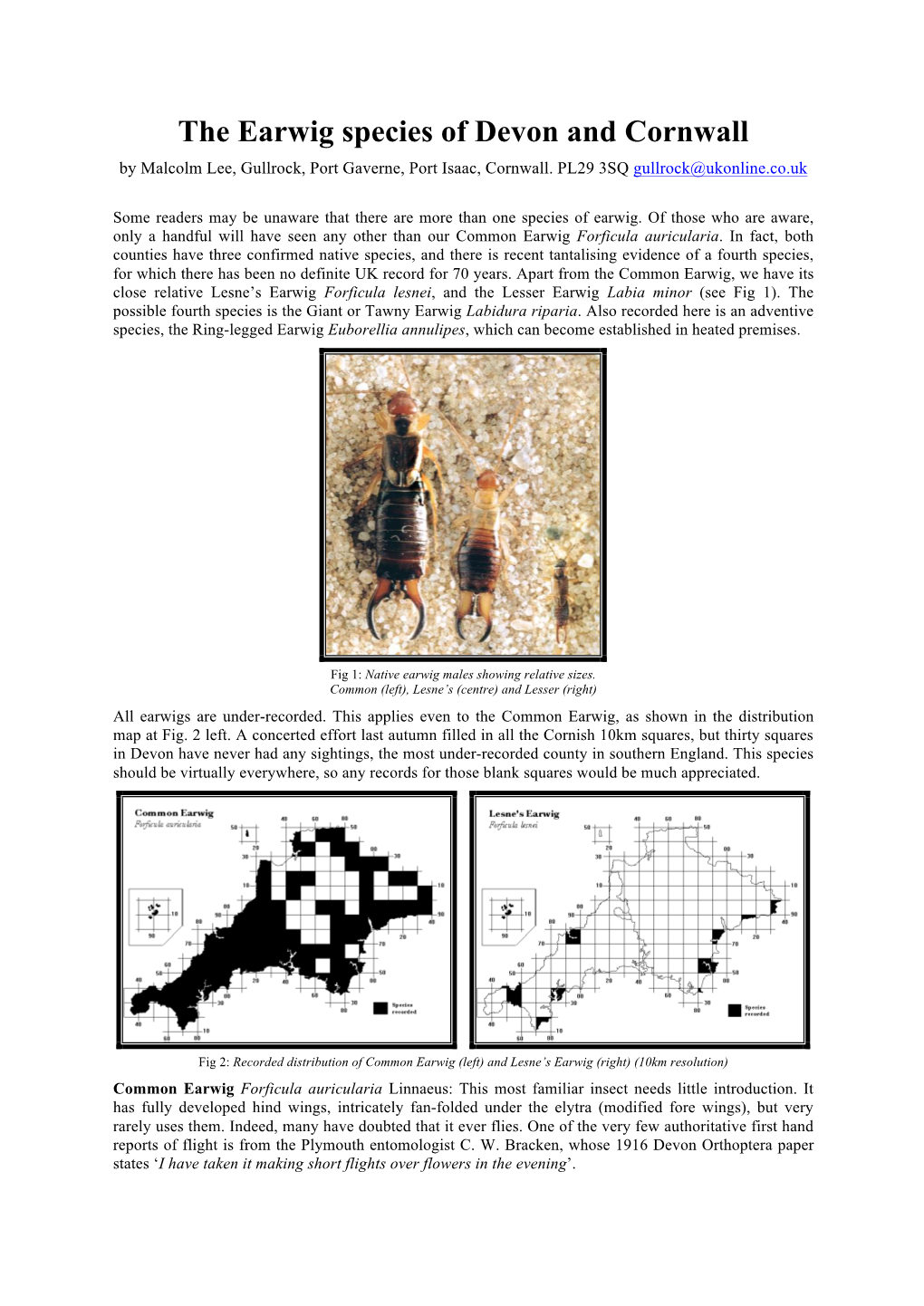 The Earwig Species of Devon and Cornwall by Malcolm Lee, Gullrock, Port Gaverne, Port Isaac, Cornwall