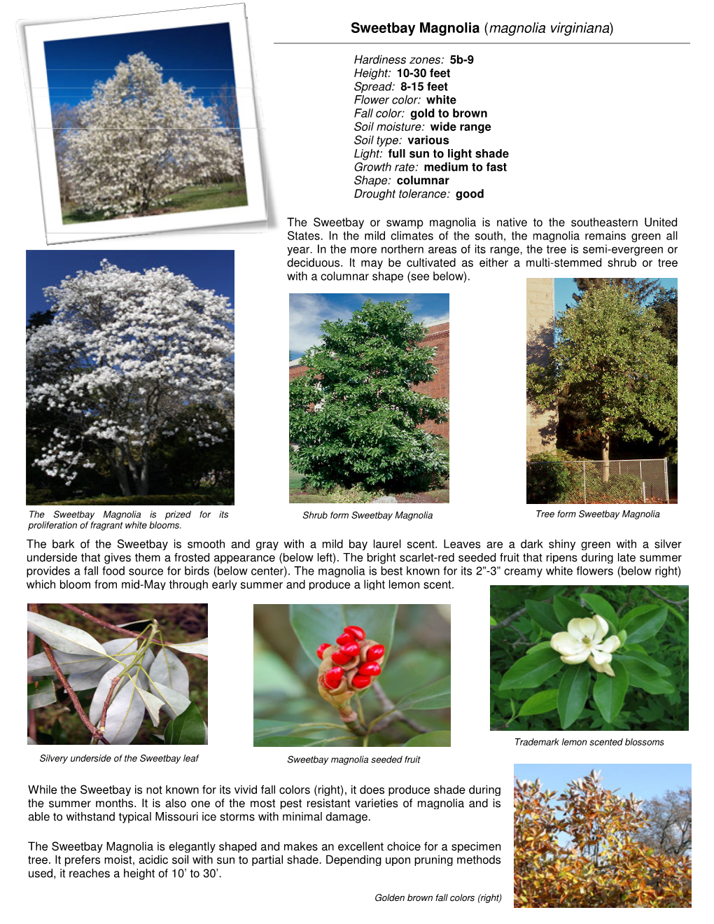 Sweetbay Magnolia (Magnolia Virginiana)