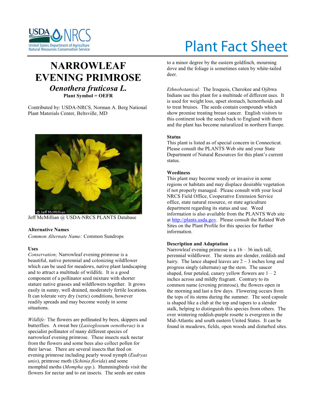 Narrowleaf Evening-Primrose Plant Fact Sheet