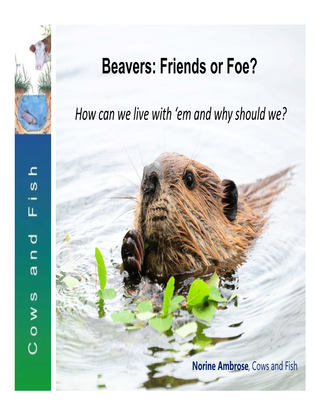 Beavers: Friends Or Foe?