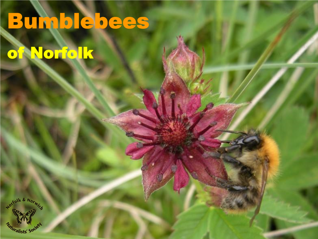 Bumblebees of Norfolk Copyright Text, Maps and Artwork Copyright David Richmond, County Bumblebee Recorder Photography Copyright Credited Authors