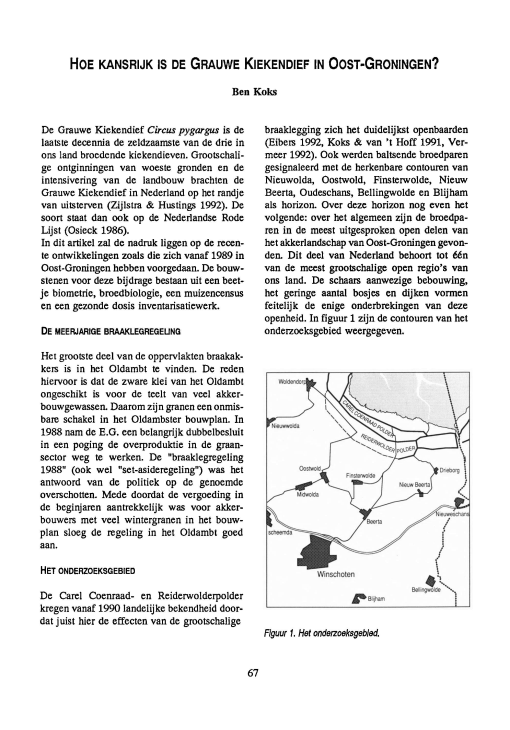 Grauwe Kiekendief in Oost-Groningen?