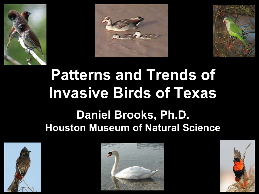 Invasive Birds of Texas