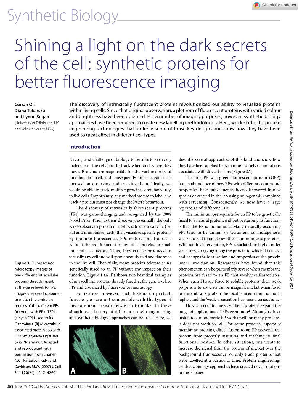 Synthetic Proteins for Better Fluorescence Imaging