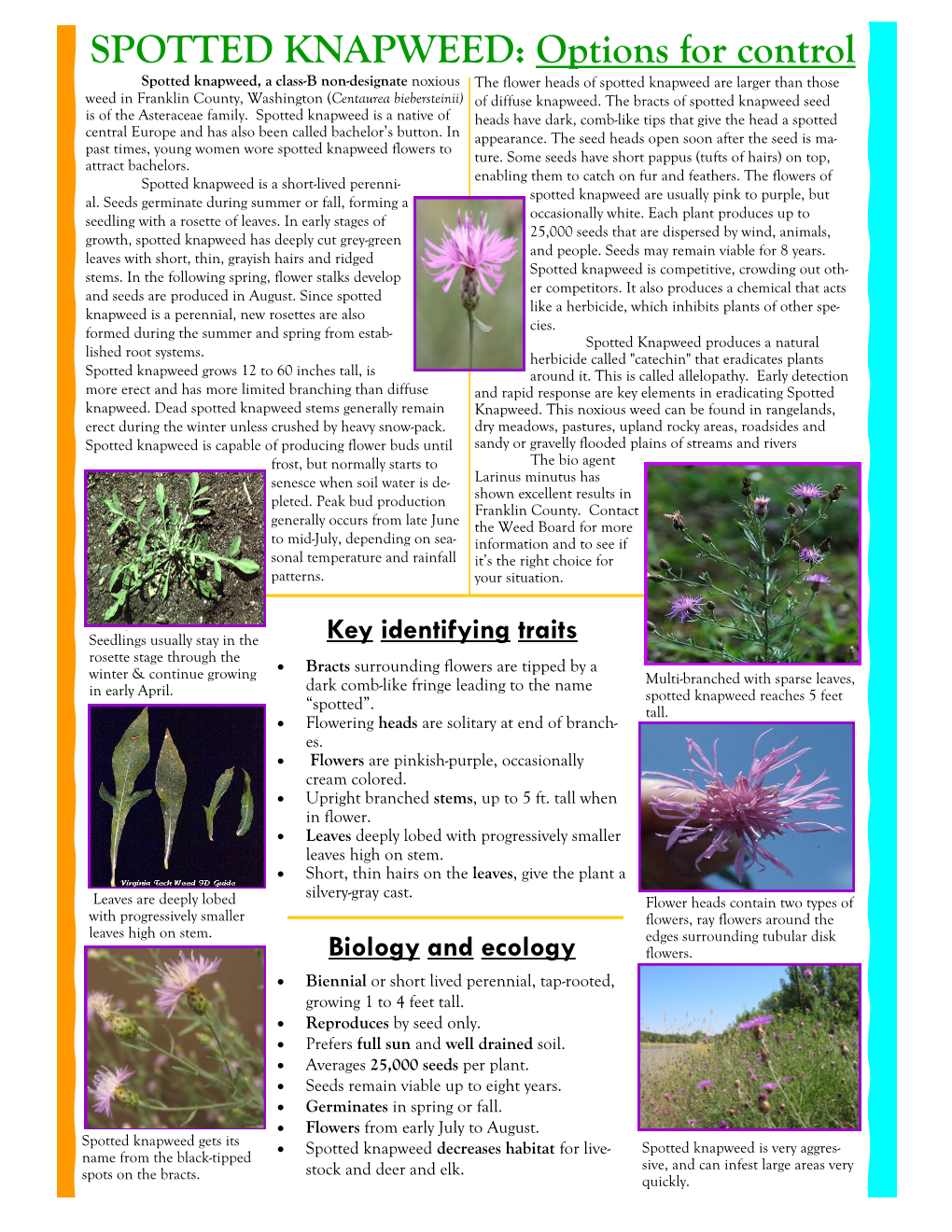 Spotted Knapweed