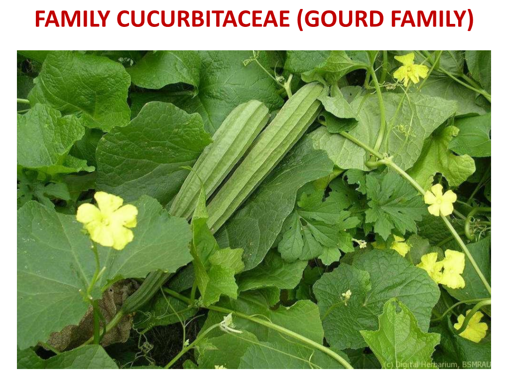 FAMILY CUCURBITACEAE (GOURD FAMILY) Systematic Position: Class: Dicotyledons Subclass: Polypetalae Series: Calyciflorae Order: Passiflorales