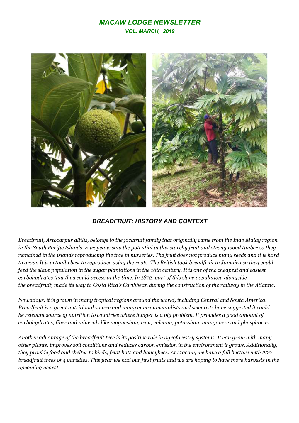 Breadfruit: History and Context