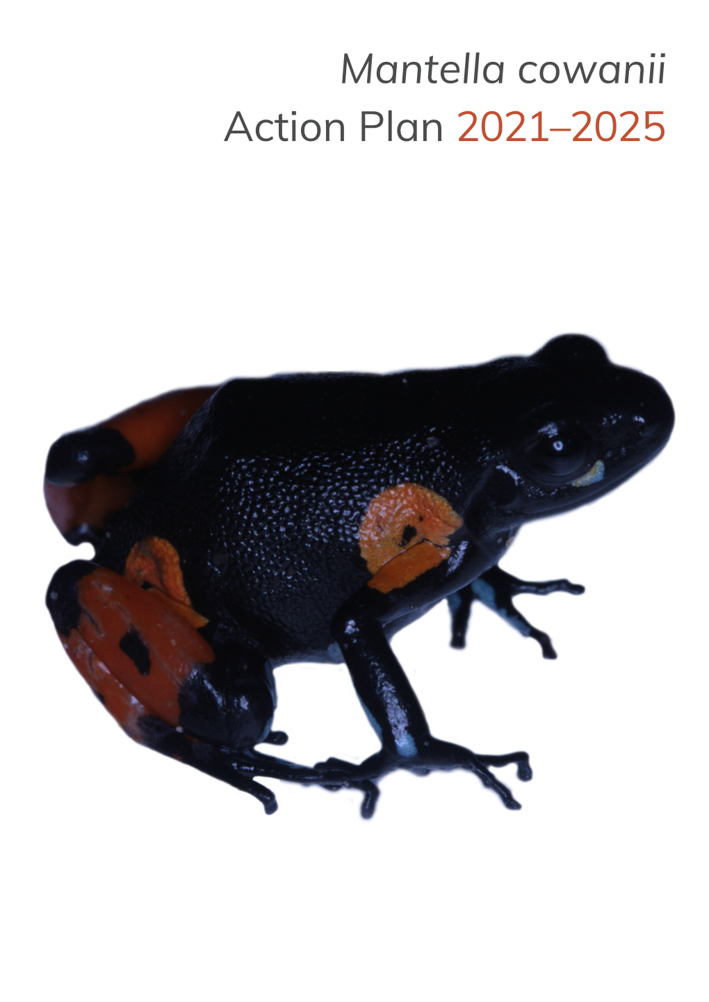 Mantella Cowanii Action Plan 2021–2025 Mantella Cowanii Action Plan 2021-2025 Plan D’Action Mantella Cowanii 2021-2025