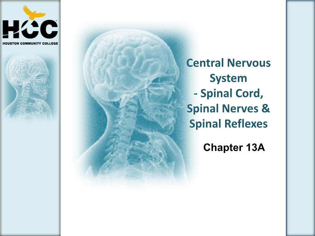 Central Nervous System - Spinal Cord, Spinal Nerves & Spinal Reflexes