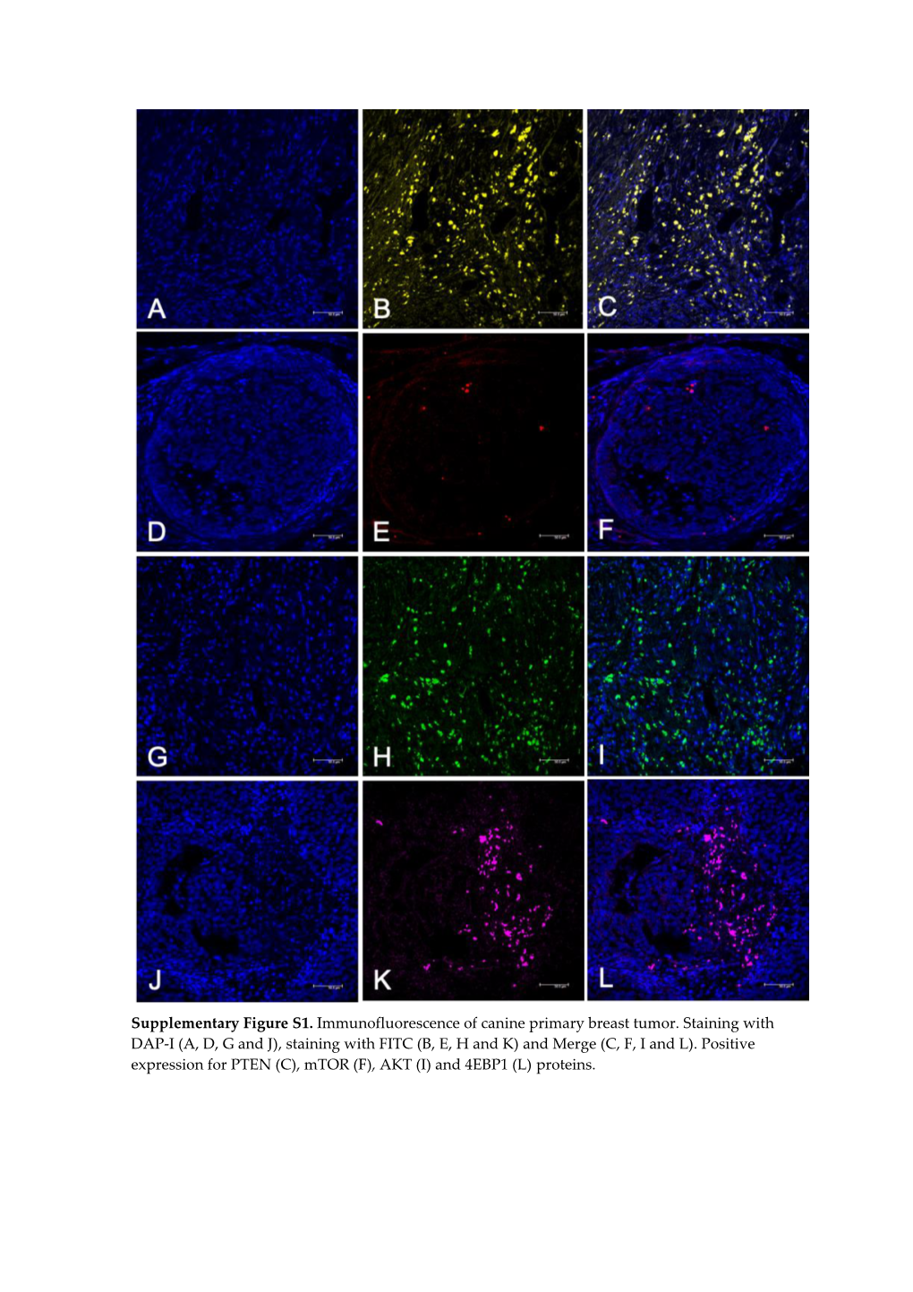 Supplementary Figure S1. Immunofluorescence of Canine Primary Breast Tumor