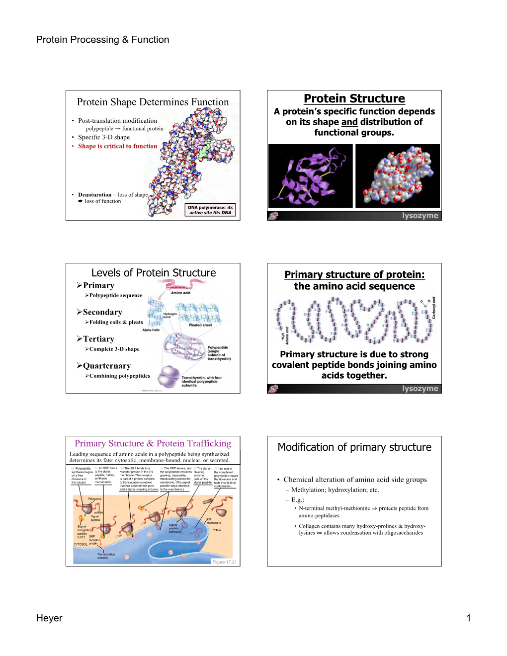 Protein Structure