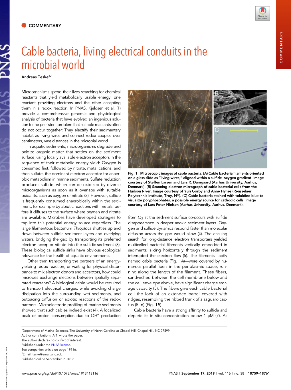 Cable Bacteria, Living Electrical Conduits in the Microbial World COMMENTARY Andreas Teskea,1