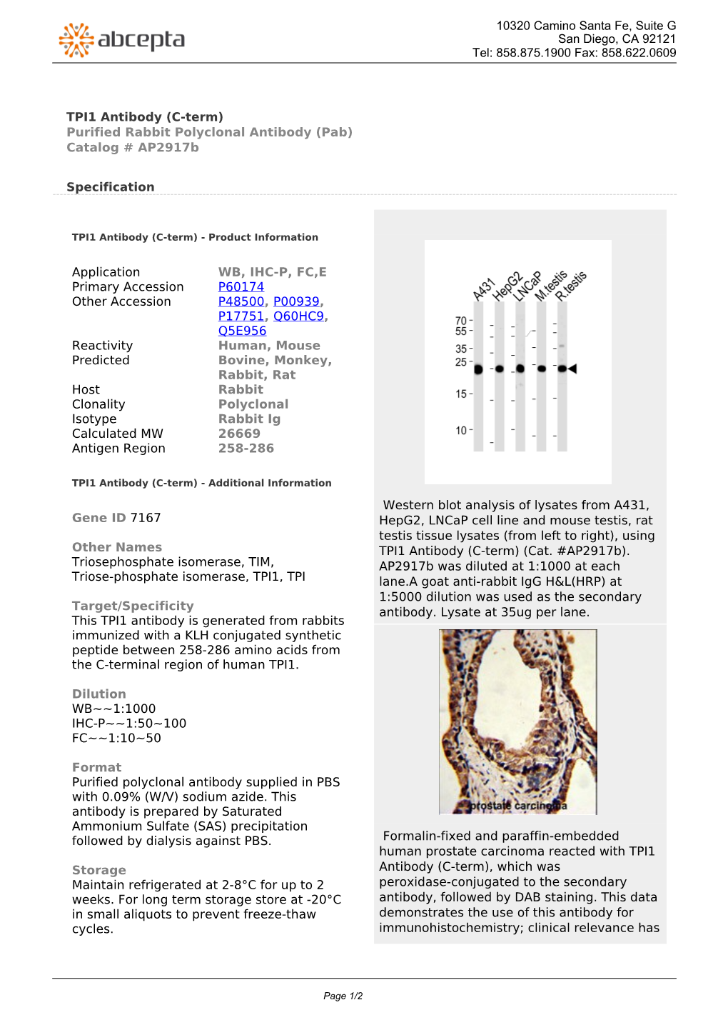 TPI1 Antibody (C-Term) Purified Rabbit Polyclonal Antibody (Pab) Catalog # Ap2917b