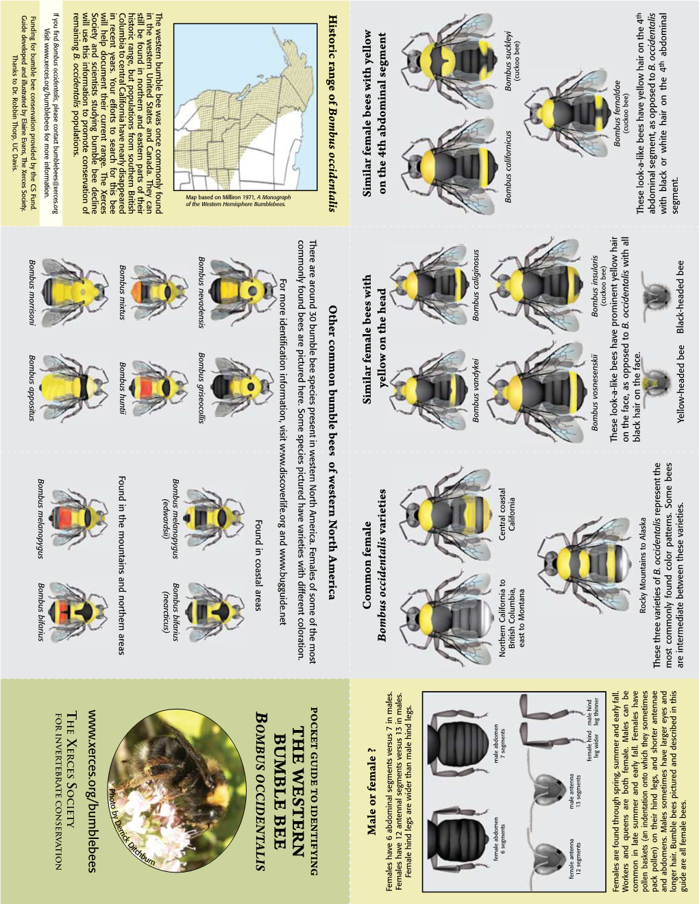 Bumble Bee Pocket Guide