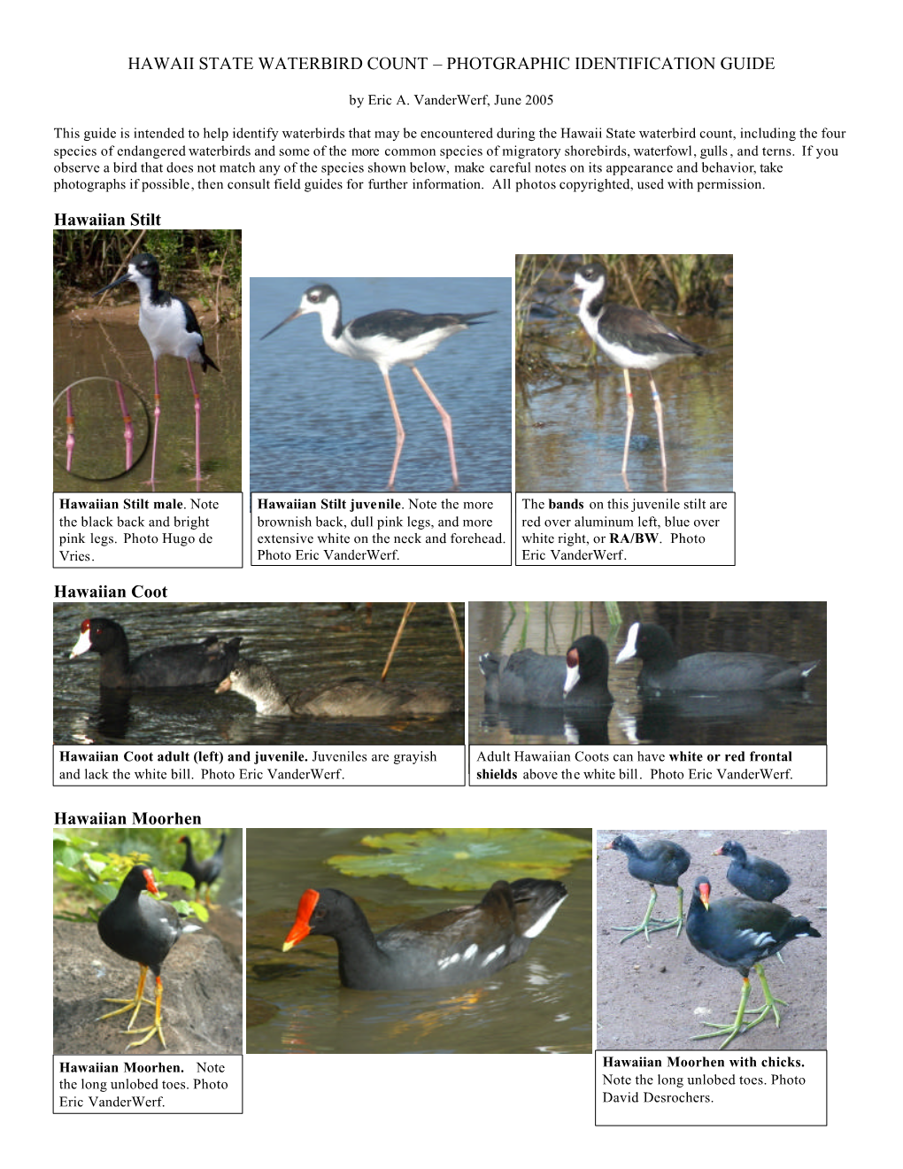 HAWAII STATE WATERBIRD COUNT – PHOTGRAPHIC IDENTIFICATION GUIDE Hawaiian Stilt Hawaiian Coot Hawaiian Moorhen