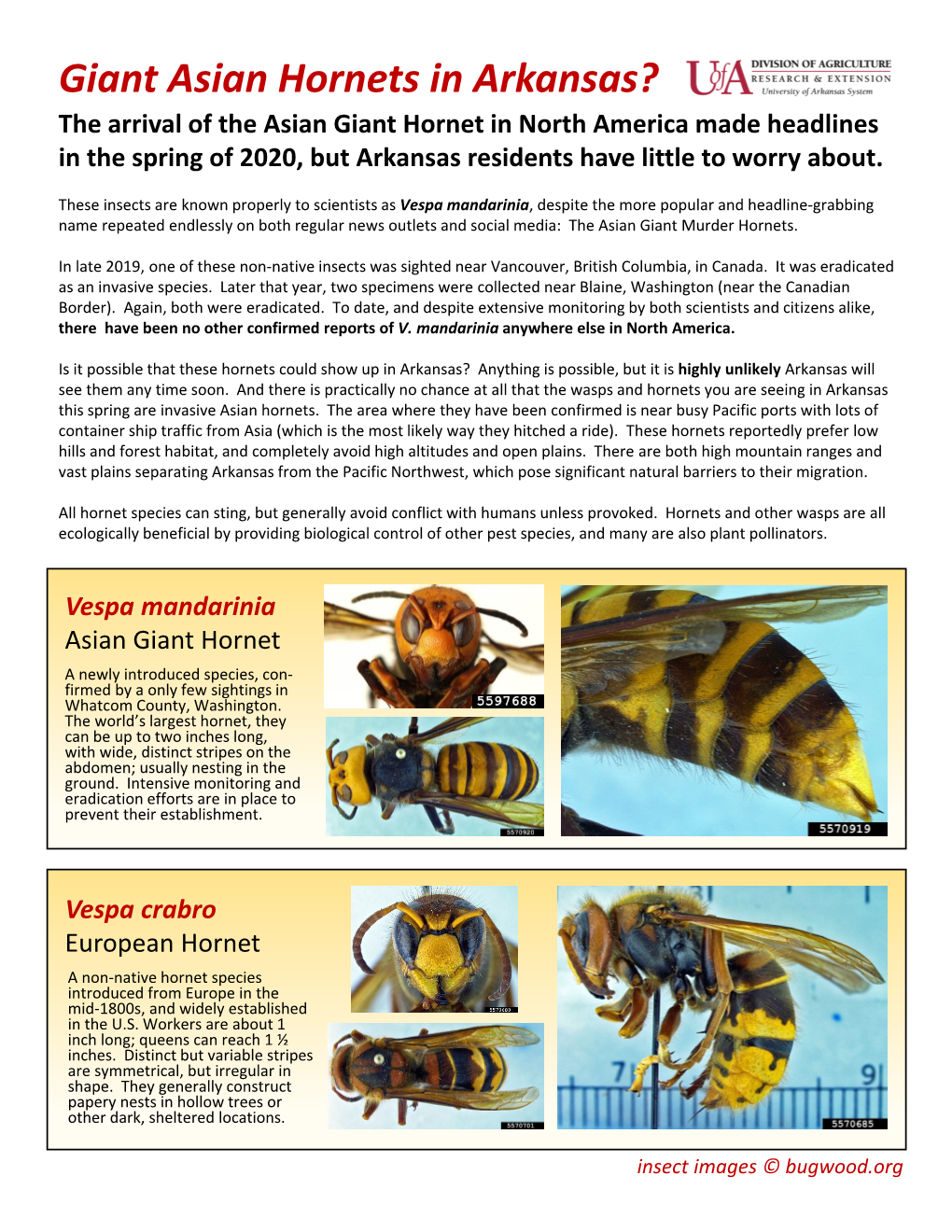 Giant Asian Hornets in Arkansas?