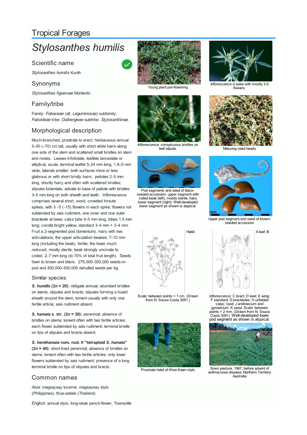 Stylosanthes Humilis Scientific Name  Stylosanthes Humilis Kunth