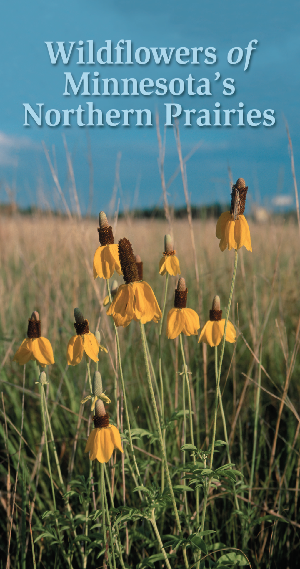 Wildflowers of Minnesota's Northern Prairies