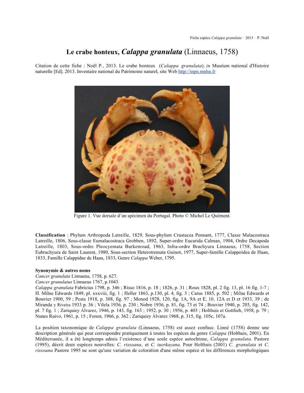 Le Crabe Honteux, Calappa Granulata (Linnaeus, 1758)