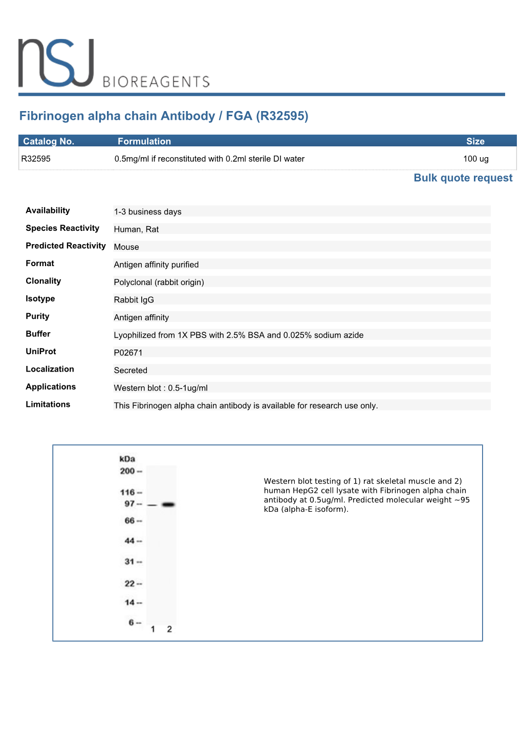 Fibrinogen Alpha Chain Antibody / FGA (R32595)