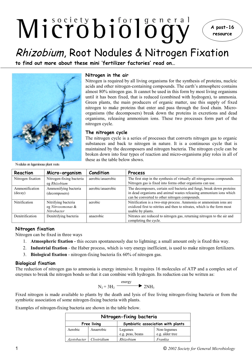 Rhizobium, Root Nodules & Nitrogen Fixation