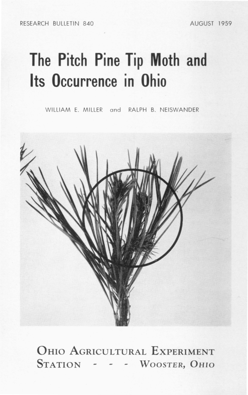 The Pitch Pine Tip Moth and Its Occurrence in Ohio