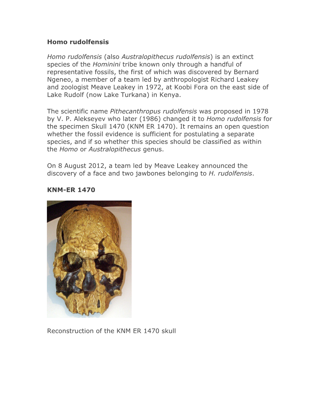 Homo Rudolfensis Homo Rudolfensis (Also Australopithecus Rudolfensis