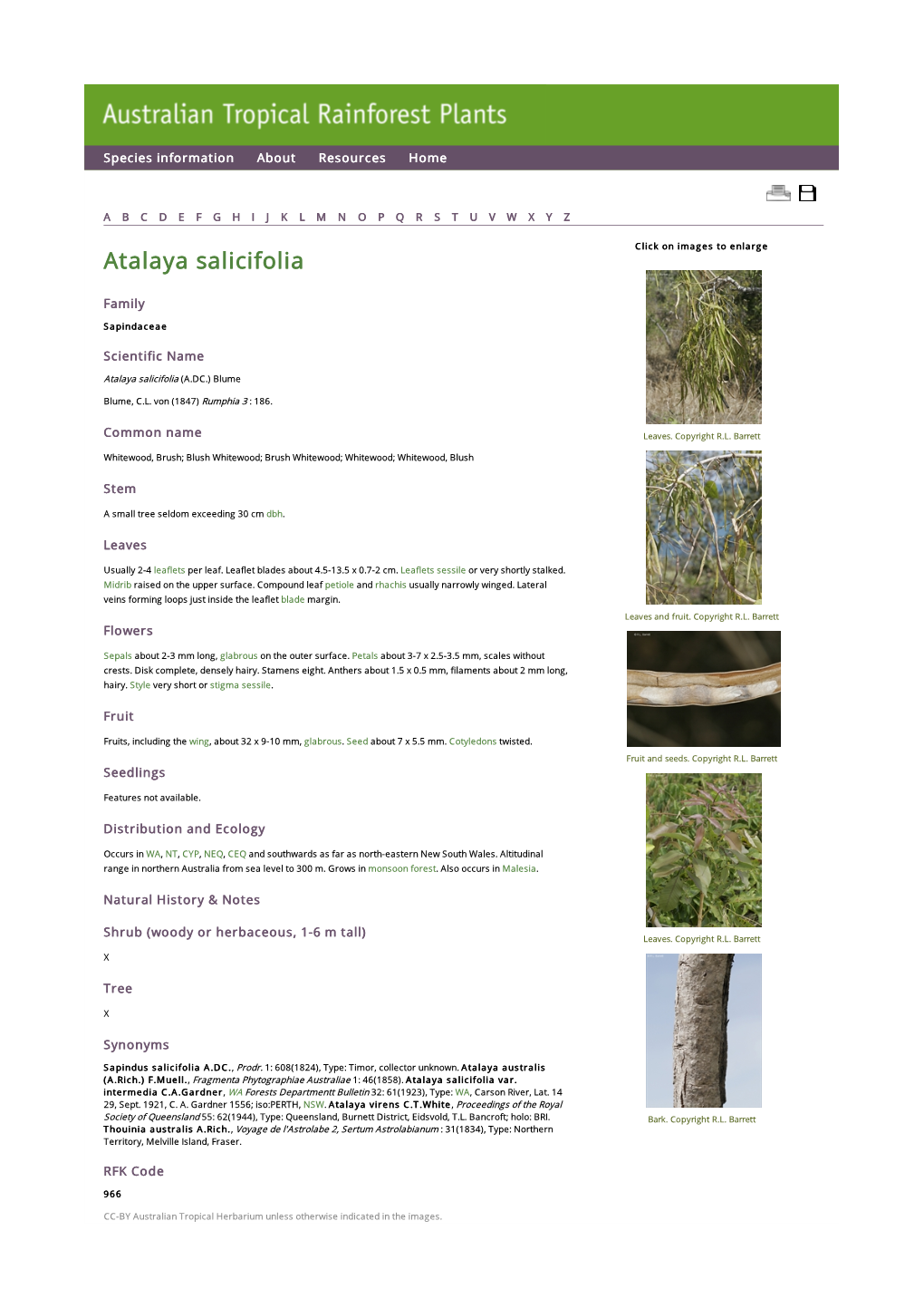 Atalaya Salicifolia Click on Images to Enlarge