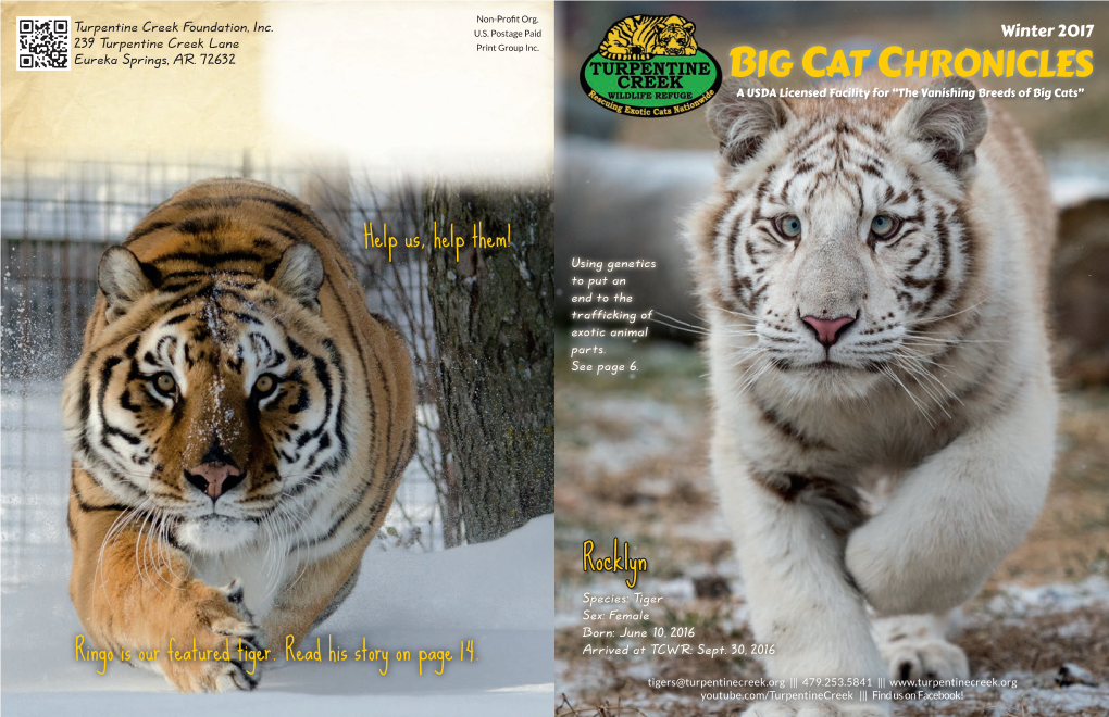 Big Cat Chronicles a USDA Licensed Facility for “The Vanishing Breeds of Big Cats”